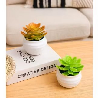 Tiny Succulent Plants with Pots