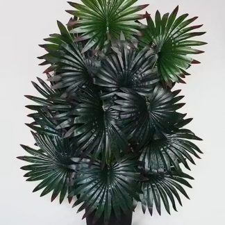 Fan Palm