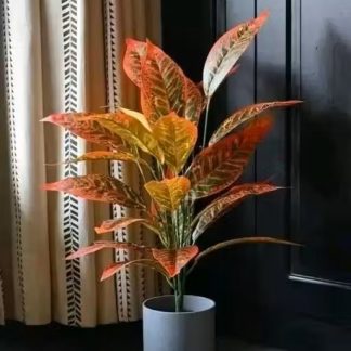 Croton Plant